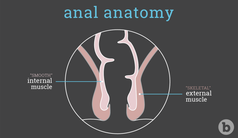 Learning about the anal anatomy can be a huge benefit prior to performing anal play
