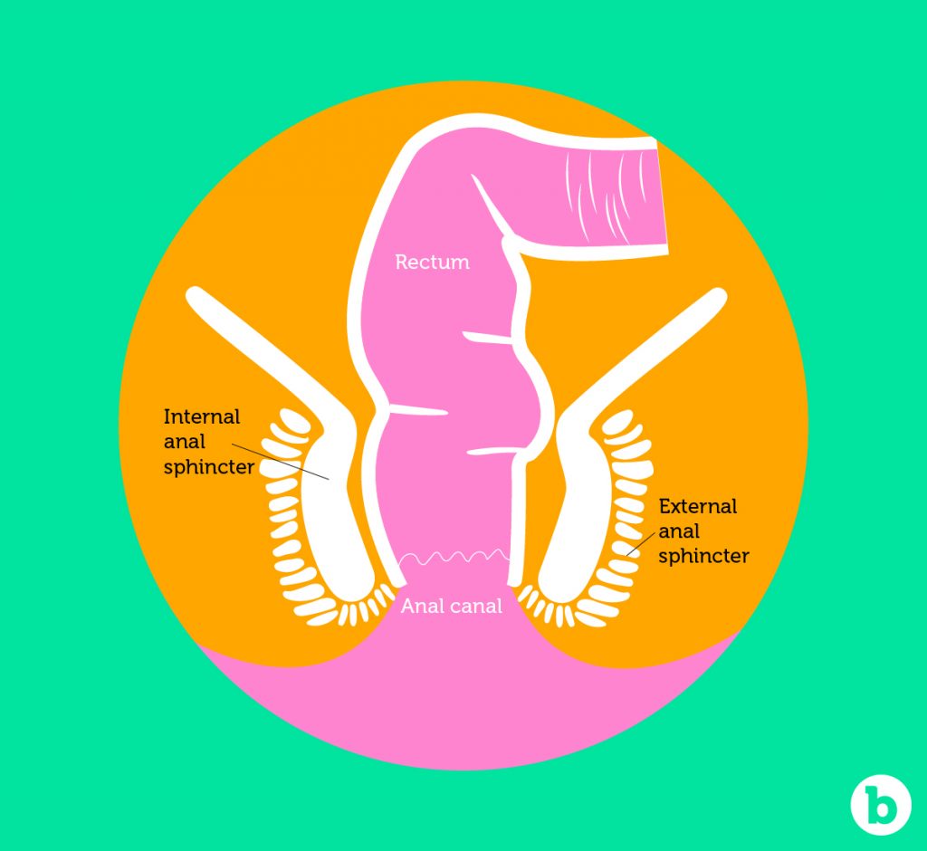 The anal sphincter is designed to return back to its normal size