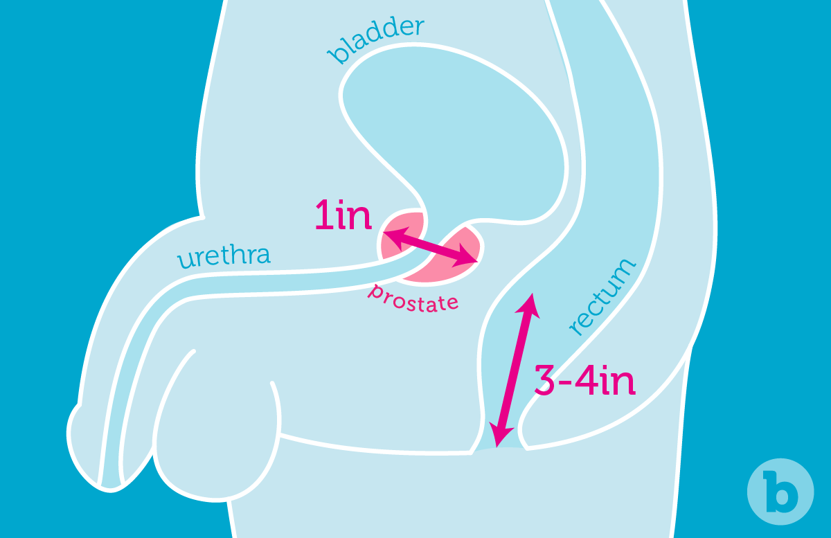 The prostate gland is 3-4 inches from the beginning of the anal canal, and it’s about 1 inch across.