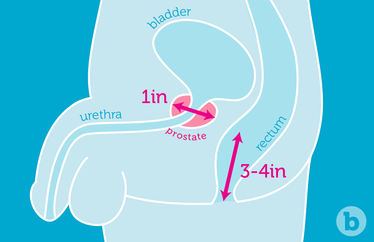 The prostate gland is 3-4 inches from the beginning of the anal canal, and it’s about 1 inch across. 