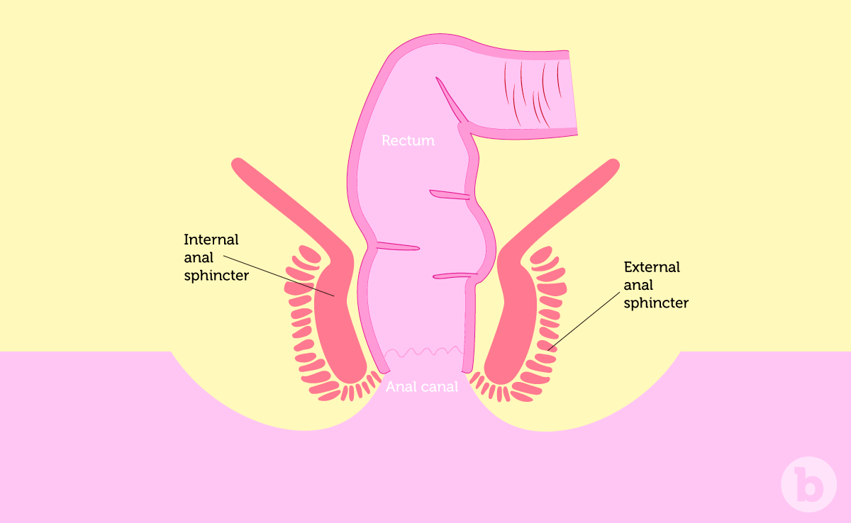 The two types of sphincter muscles around the anus tighten up if anal sex training is not done enough